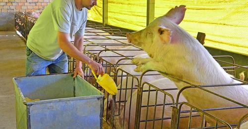 Arroz é opção viável para substituir milho na ração animal, diz Embrapa