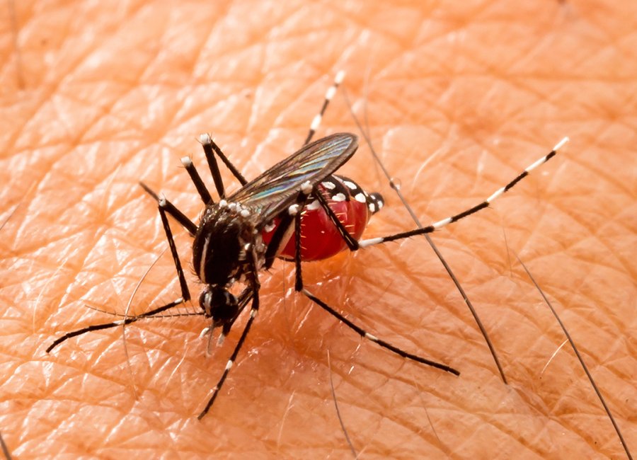 Estado emite Comunicado de Risco devido a aumento de casos de dengue