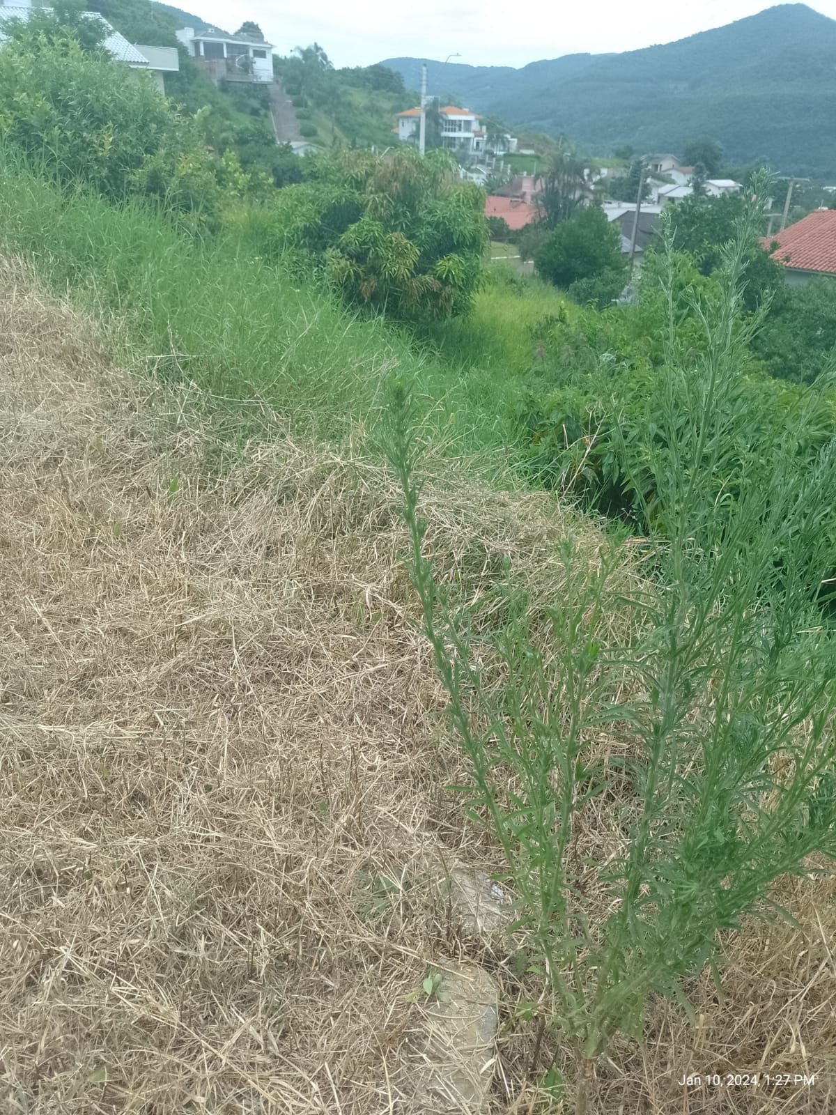 Prefeitura de Encantado intensifica fiscalização de terrenos baldios