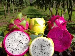Município de Sério realiza a 2ª Feira da Pitaya em março