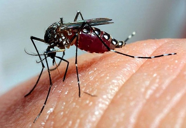 Muçum está em estado de alerta para dengue: quatro novos casos são registrados