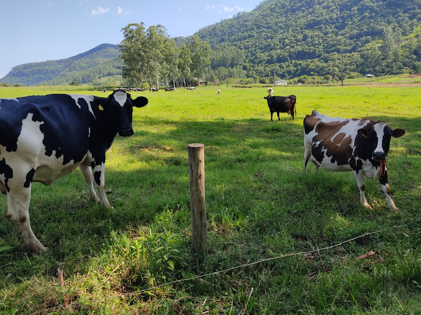 Integração Lavoura Pecuária e Floresta: uma opção sustentável para a agricultura