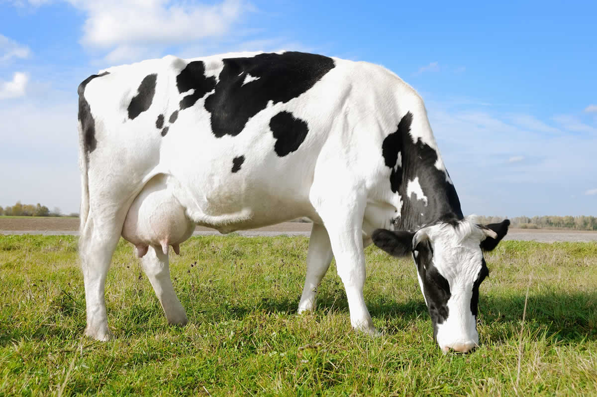 Importância da alimentação e nutrição das vacas na qualidade do leite