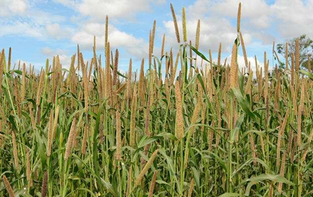 Vantagens do cultivo do milheto