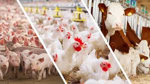 Benefícios do farelo de soja na  nutrição animal de suínos, gado e aves