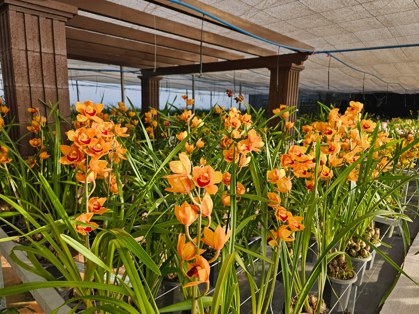 Orquidário Bella Orquídea em Guaporé: beleza, aroma e terapia