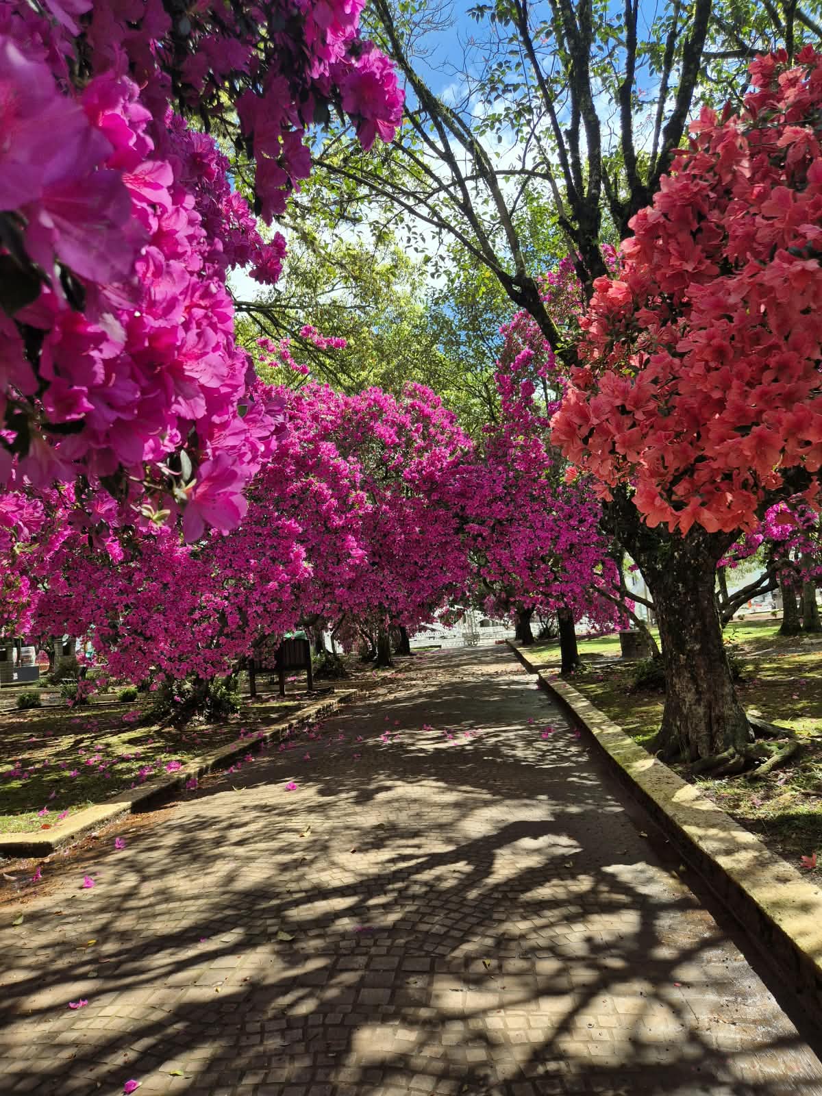 Praça Vespasiano Corrêa: o coração florido de Guaporé