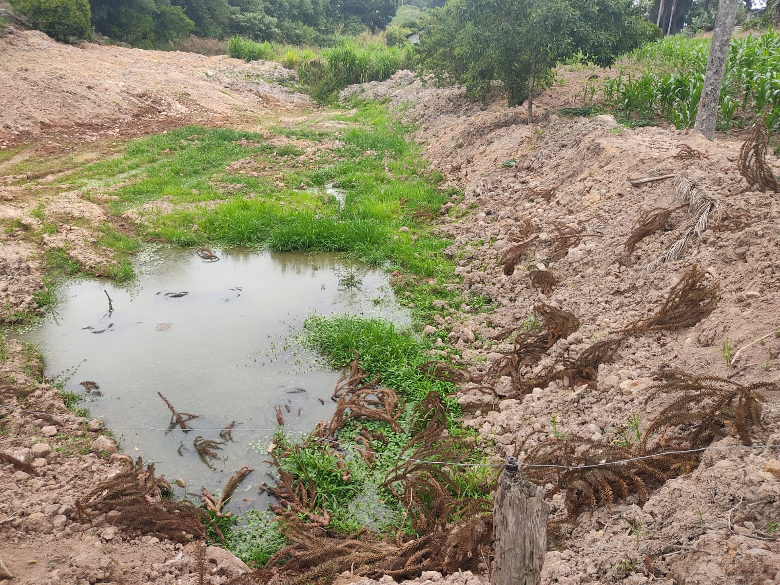 Encantado, Muçum, Roca Sales, Vespasiano Corrêa, Nova Bréscia e Relvado decretam situação de emergência devido à estiagem