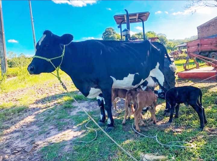 Vaca da à luz a quatro bezerros em Venâncio Aires